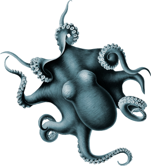 octopus drawing