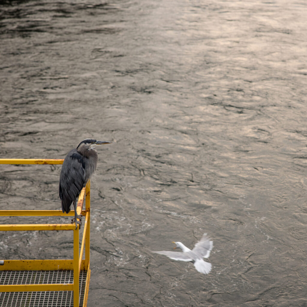 ballard bay bird